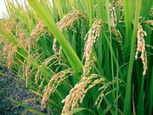 Paddy production to reach a record level in 2013