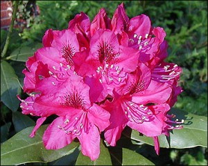 Bhutan is home for many rhododendron species