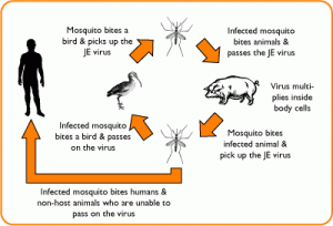 The cycle of JE transmission to human