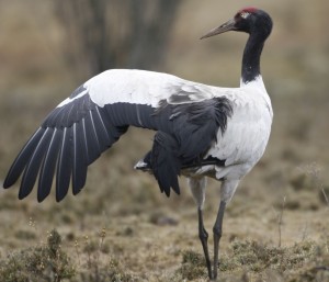 Black Necked Crane